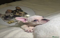 French Bulldog dogs for sale: French Bulldog puppies for sale - Image 10