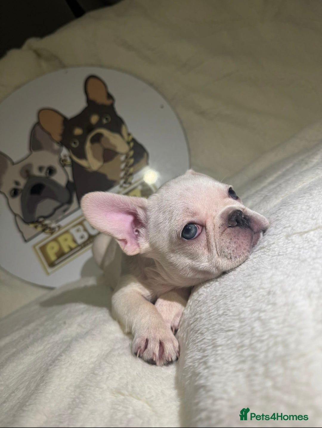 French Bulldog dogs for sale: French Bulldog puppies for sale - Image 10
