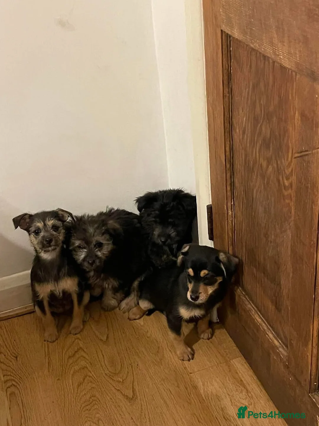 Mixed Breed dogs for adoption: Chopper - Hingham Norfolk  - Advert 5