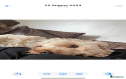 Cockapoo dogs for stud: Buddy the cockapoo ❤️ - Advert 9