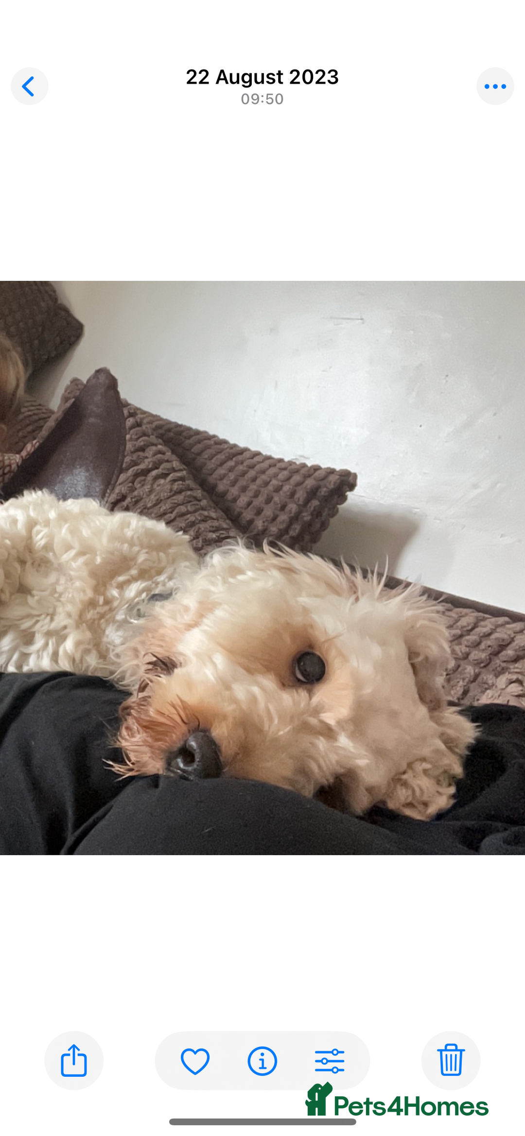 Cockapoo dogs for stud: Buddy the cockapoo ❤️ - Advert 9