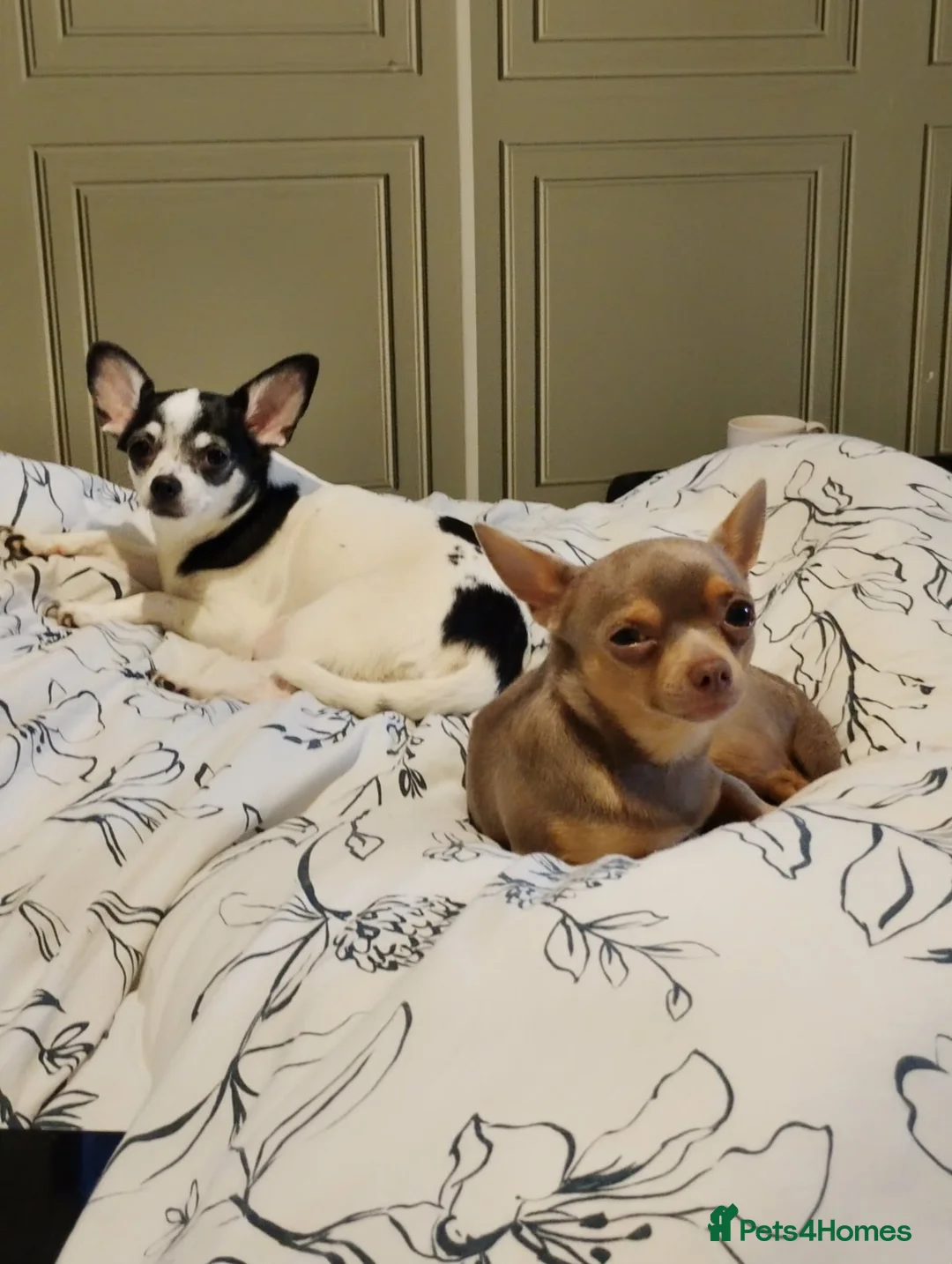 Chihuahua dogs for sale: For sale 2 male chihuahua puppys - Advert 2