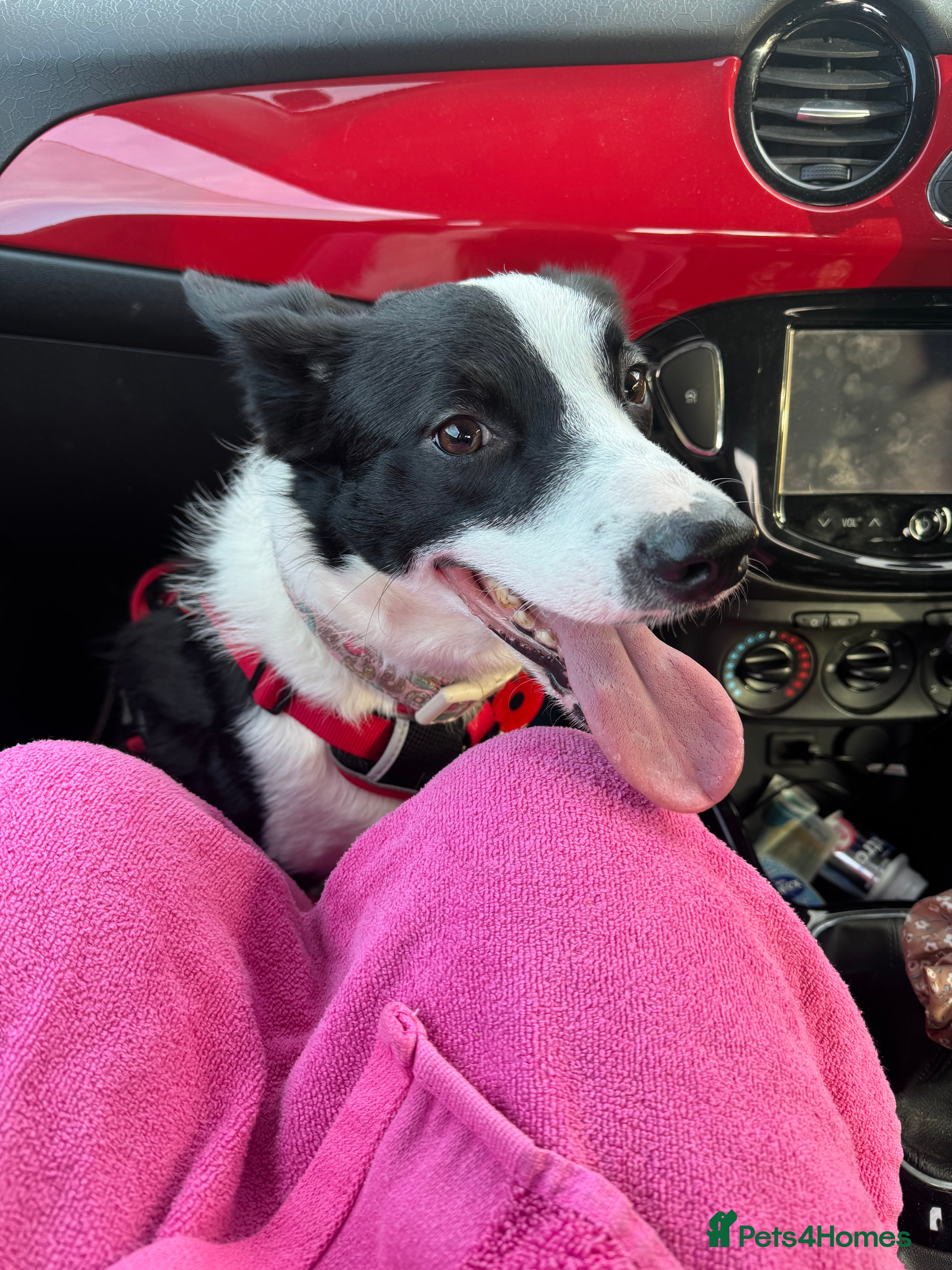 Border Collie dogs Jasmine 3years old  - Advert 2