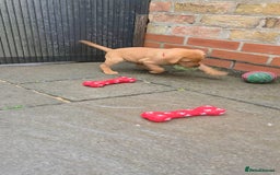 Labrador Retriever dogs for sale: 1 BOY LEFT!! Fox Red Labrador - Working Lines - Image 25