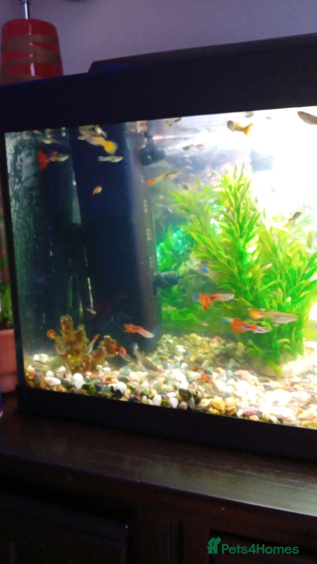 Other/Mixed Breed fish for sale: Aquarium  full of guppies!! - Advert 9