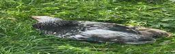 Chickens poultry for sale: Giant Dark Brahma Cockerals - Advert 5