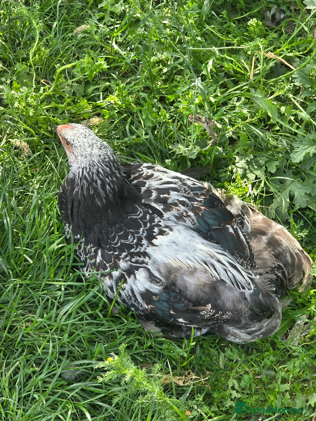 Chickens poultry for sale: Giant Dark Brahma Cockerals - Advert 5