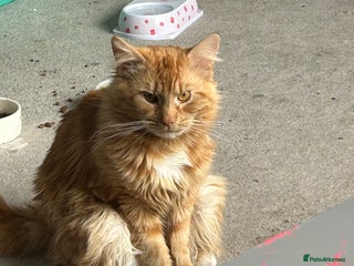 Mixed Breed cats Male Cat - Advert 9