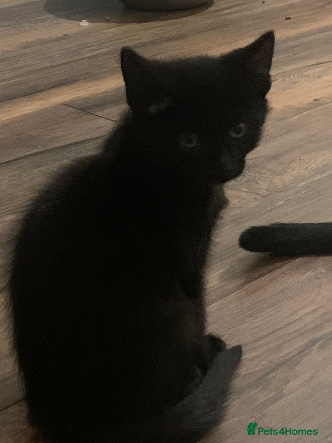 Mixed Breed cats for sale: 3 little black beauty’s for sale - Advert 2