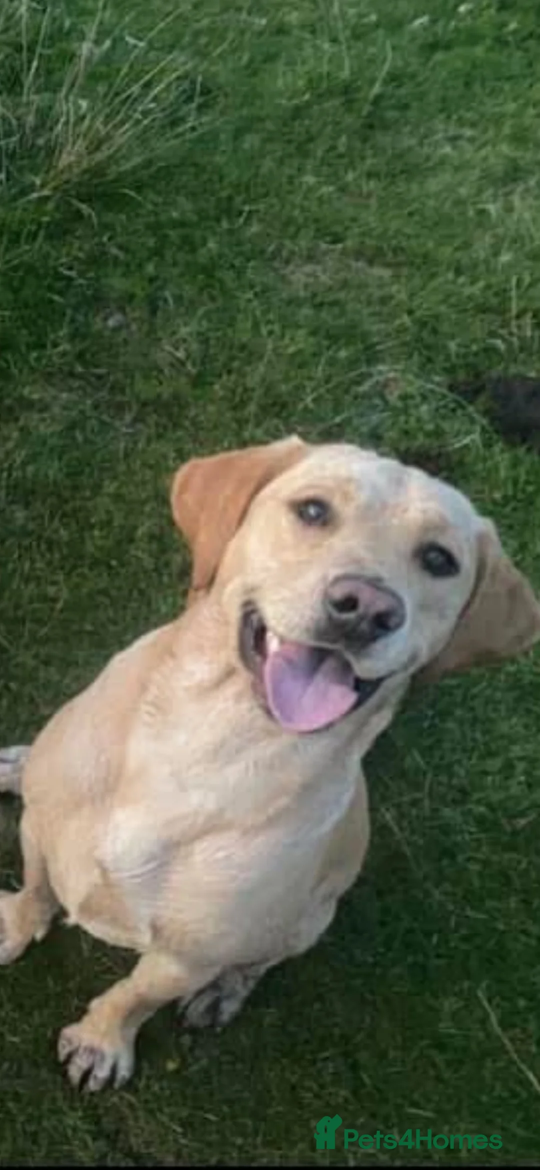 Borador dogs for sale: 5 border collie Labrador cross  - Advert 2