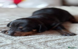 Miniature Dachshund dogs for sale: KC REGISTERED MINIATURE DACHSHUND PUPS - Image 5