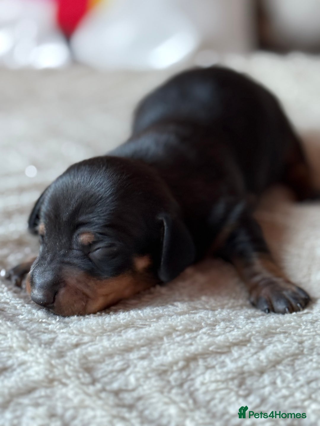 Miniature Dachshund dogs for sale: KC REGISTERED MINIATURE DACHSHUND PUPS - Image 5