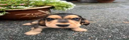 Cocker Spaniel dogs for sale:  Kc reg show cockers last 2 remaining - Advert 3