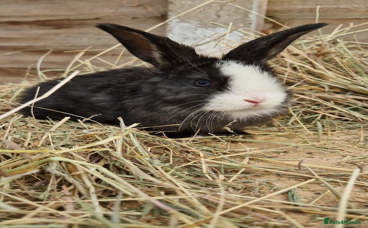 Mixed Breed rabbits - Advert 2