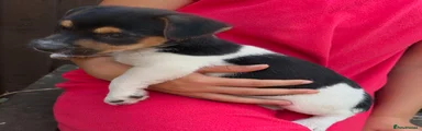 Jack Russell 3