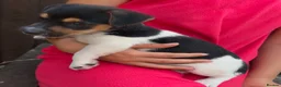 Jack Russell dogs for sale: Jack Russell puppies  in Swanley - Advert 4