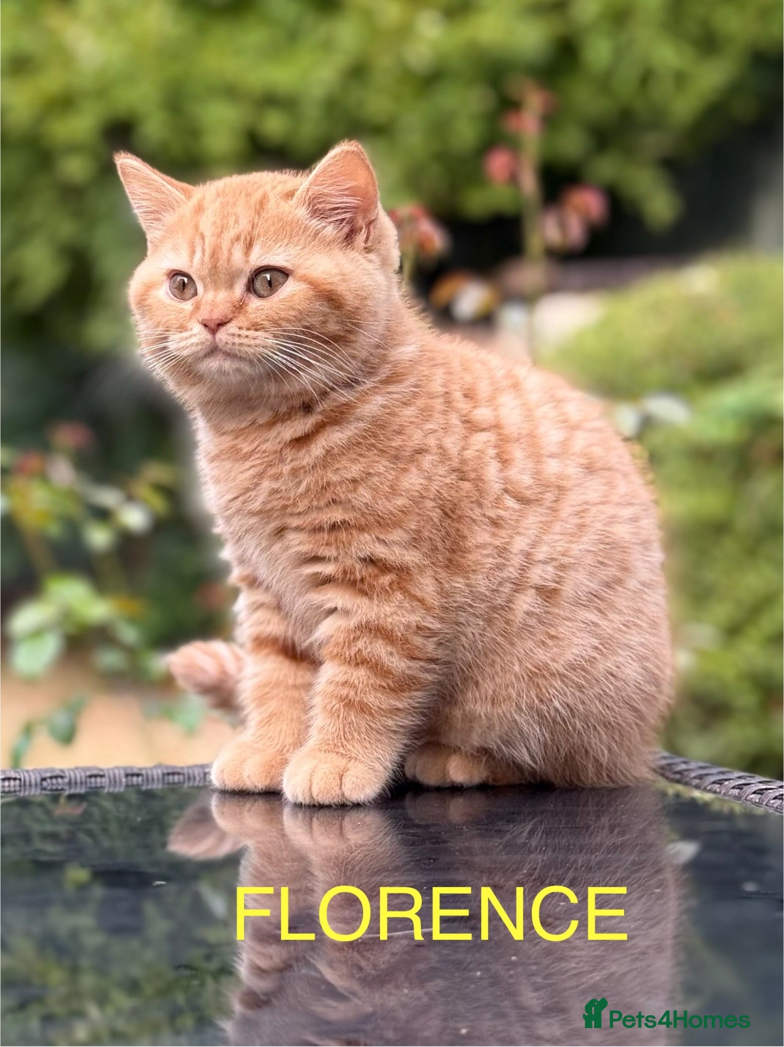 British Shorthair cats for sale: Adorable GCCF registered British Shorthair  - Advert 1