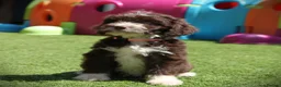Bordoodle dogs for sale: Gorgeous Bordoodles - Advert 6