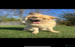 Mixed Breed dogs for sale: Pomeranian cross - Image 4