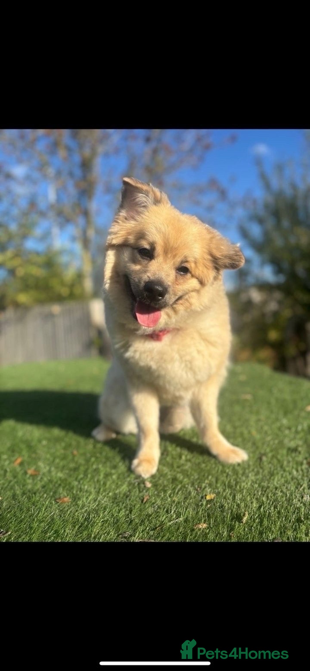 Mixed Breed dogs for sale: Pomeranian cross - Image 4