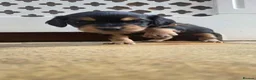 Mixed Breed dogs for sale: Corkie pups for sale - Advert 5