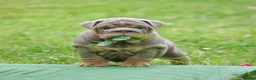 English Bulldog dogs for sale: EPIC BULLYZ PUPS in Halesowen - Advert 10