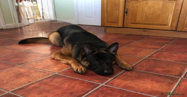 German Shepherd dogs - Advert 7