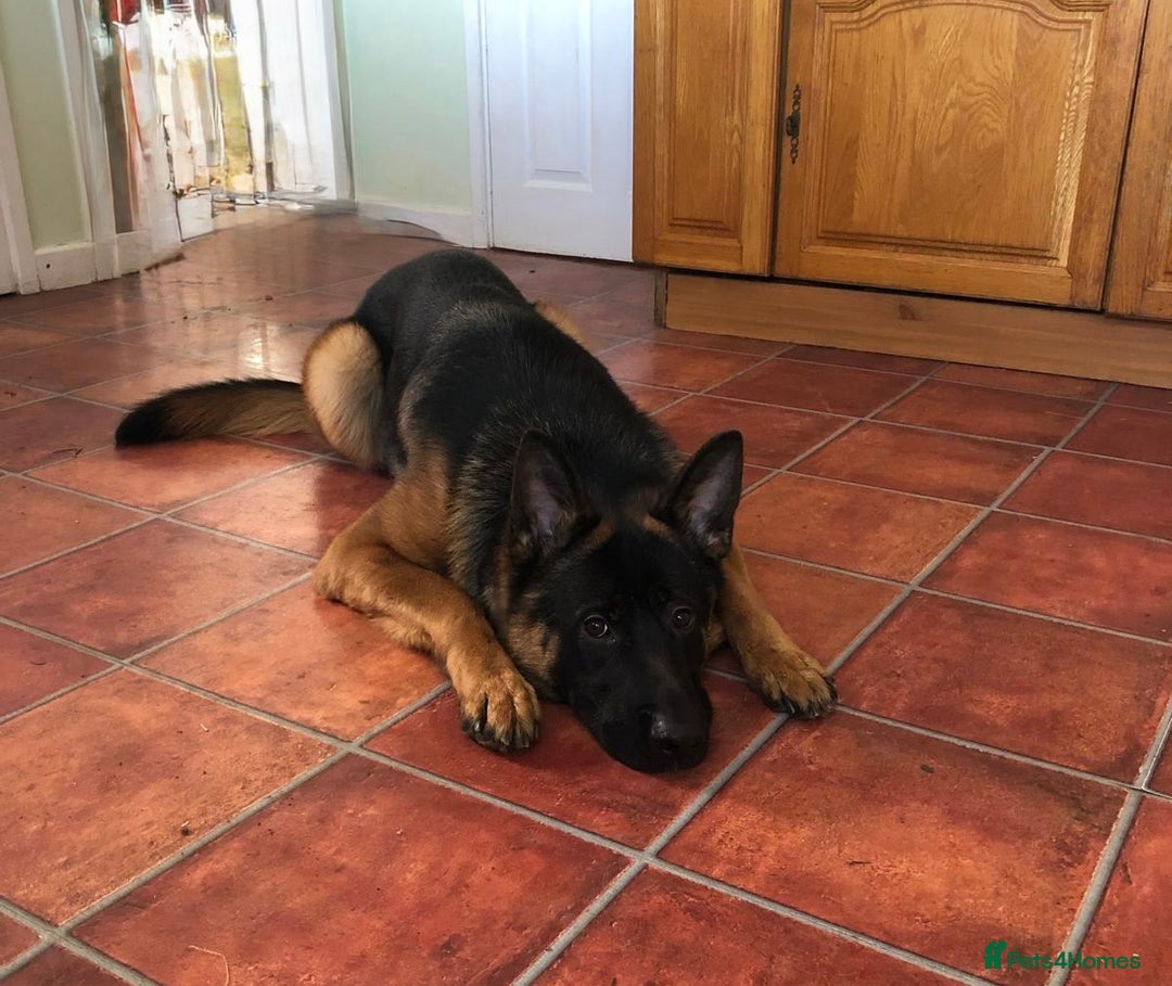 German Shepherd dogs for sale: West German German Shepherd stud dog for sale - Image 3