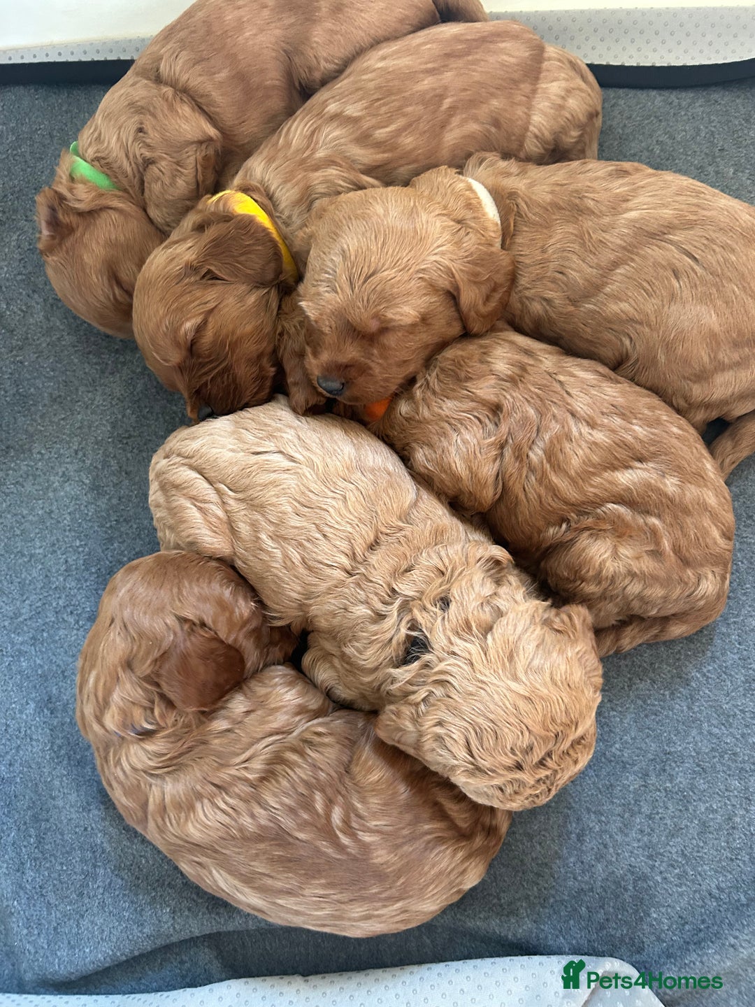 Labradoodle dogs for sale: 🐾F1b Healthy Labradoodle Puppies – Ready 18 Dec🐾 - Advert 13