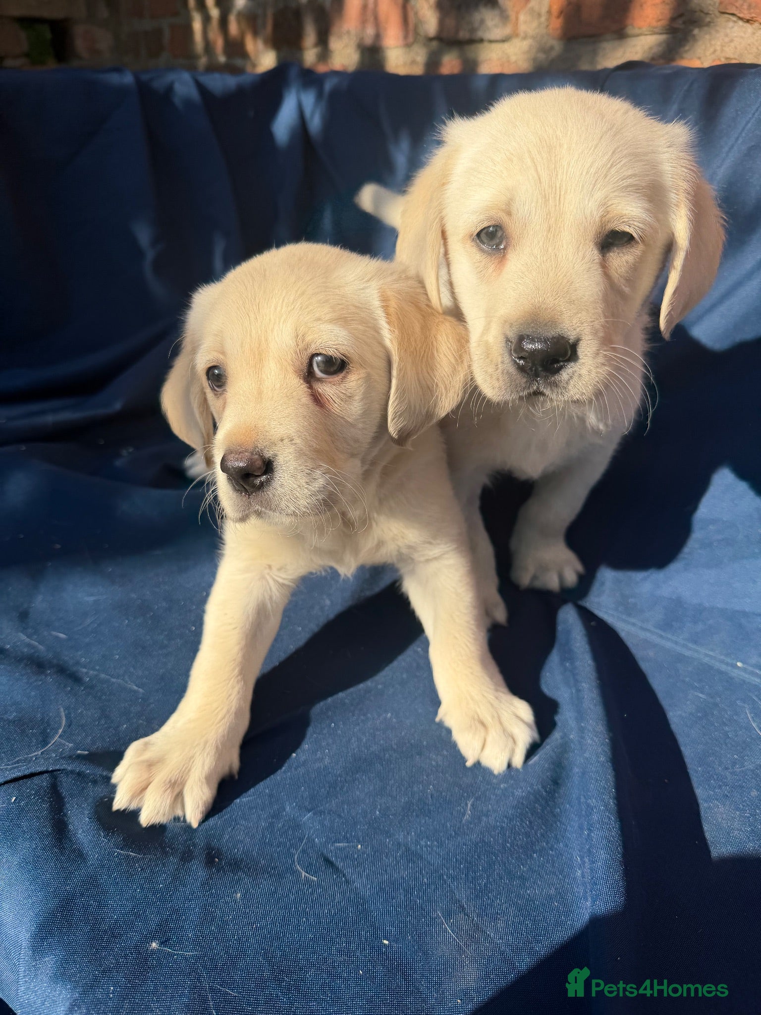 Labrador Retriever dogs Stunning Labrador/Retriever pups  - Advert 2