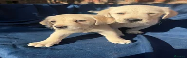 Labrador Retriever 2
