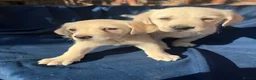 Labrador Retriever dogs for sale: Stunning Labrador/Retriever pups  - Advert 2