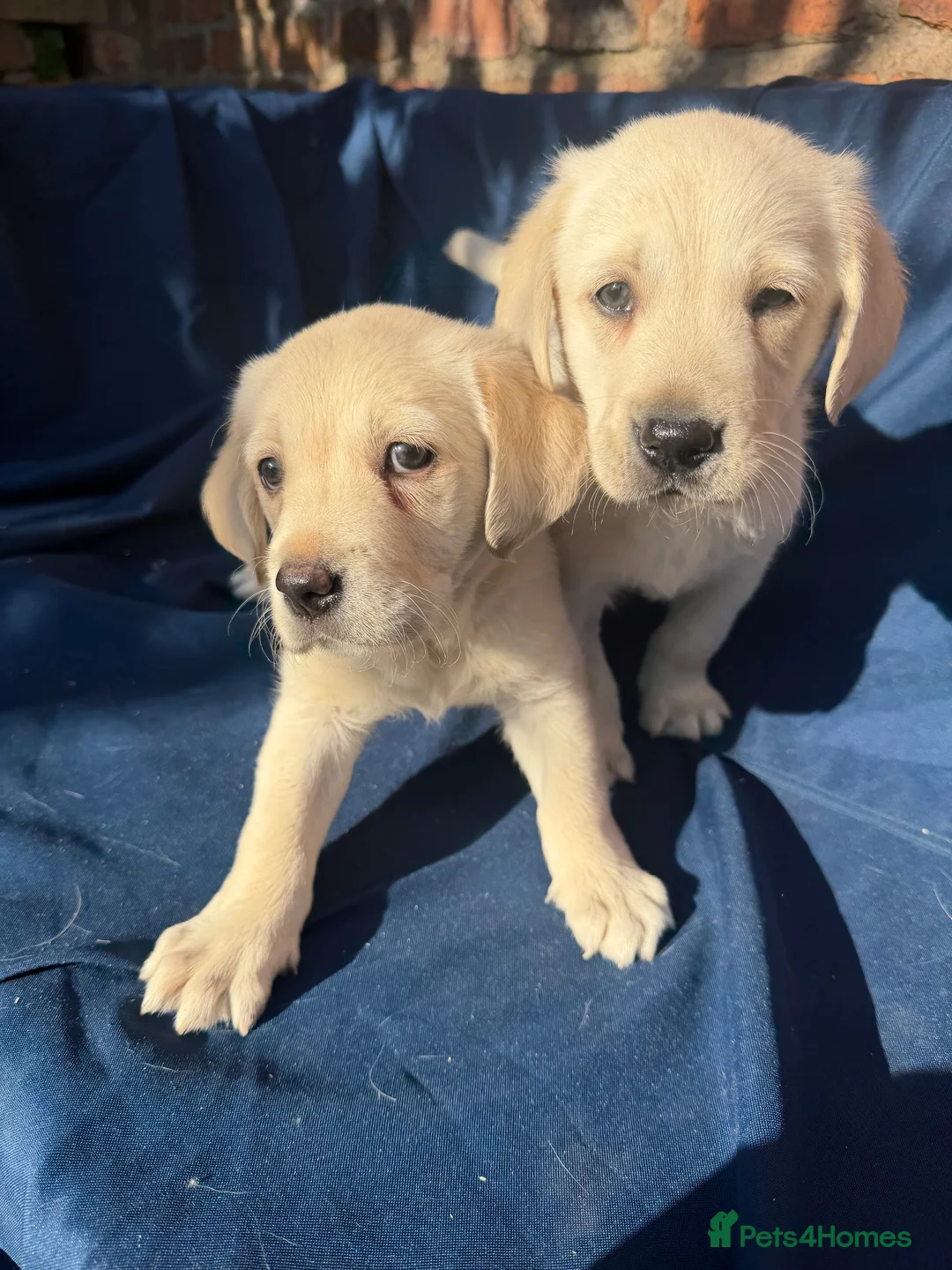Labrador Retriever dogs for sale: Stunning Labrador/Retriever pups  - Advert 2