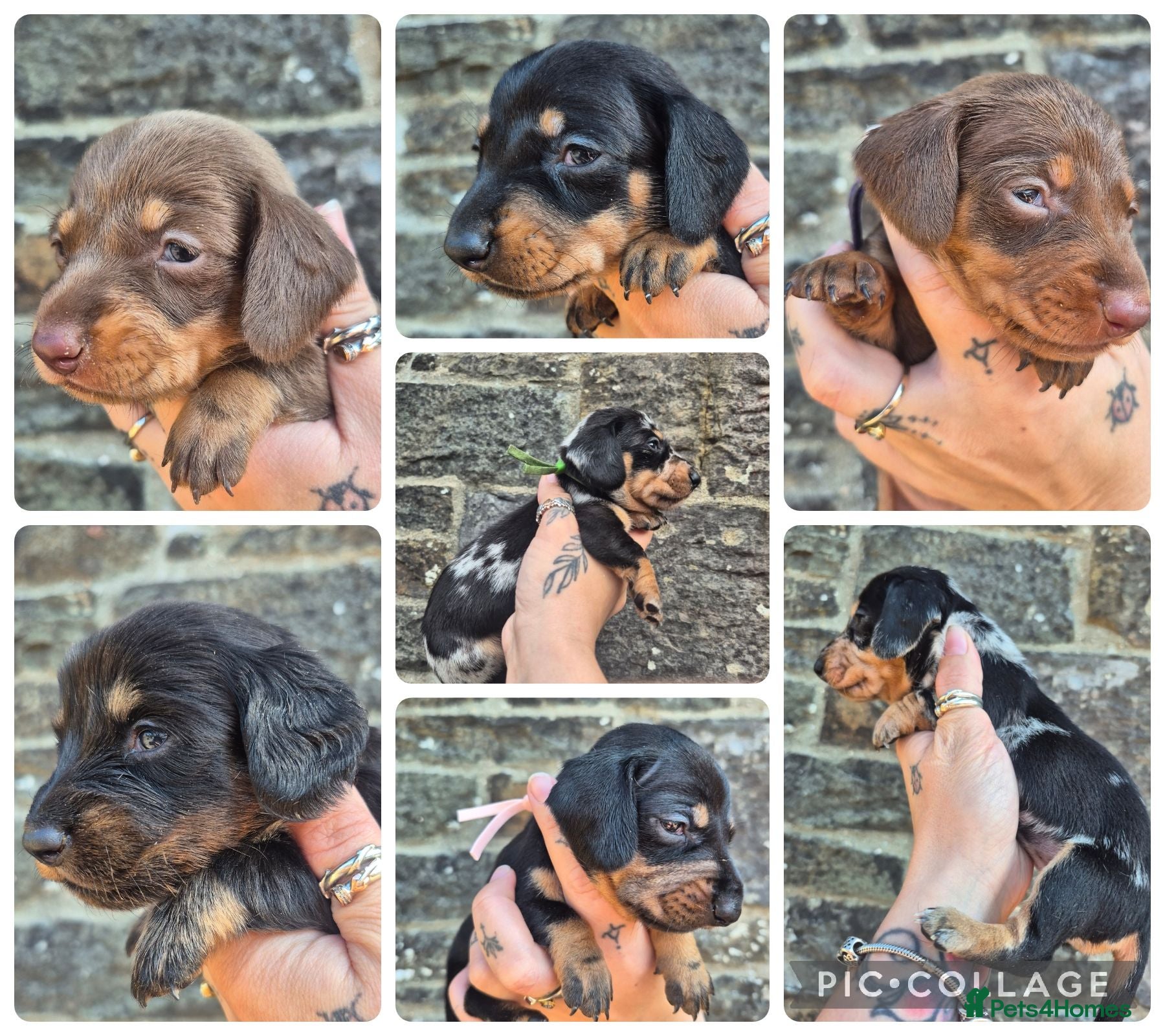 Miniature Dachshund dogs PRA CLEAR MINIATURE DACHSHUND PUPPIES - Advert 16