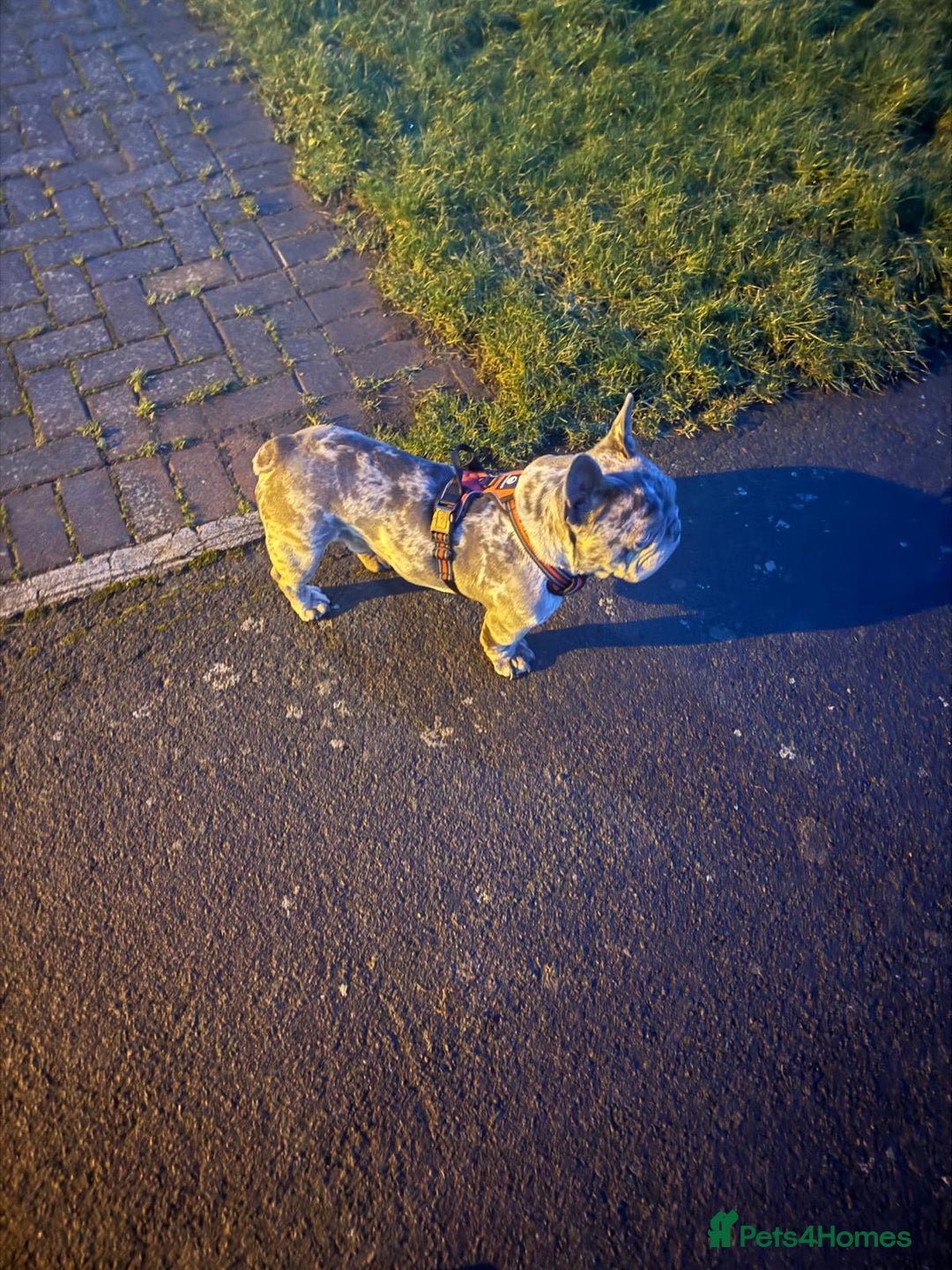French Bulldog dogs for sale: 🩵 Cuddly Frenchie for Forever Home 🩵 - Image 3
