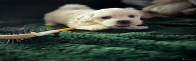 YELLOW COLLAR BOY 