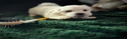 Maltese dogs for sale: >>PUREBRED BEAUTIFULLY MALTESE PUPPIES<< - Advert 7