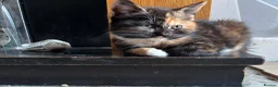 Arabian Mau cats for sale: 5 lovely kittens - Advert 6