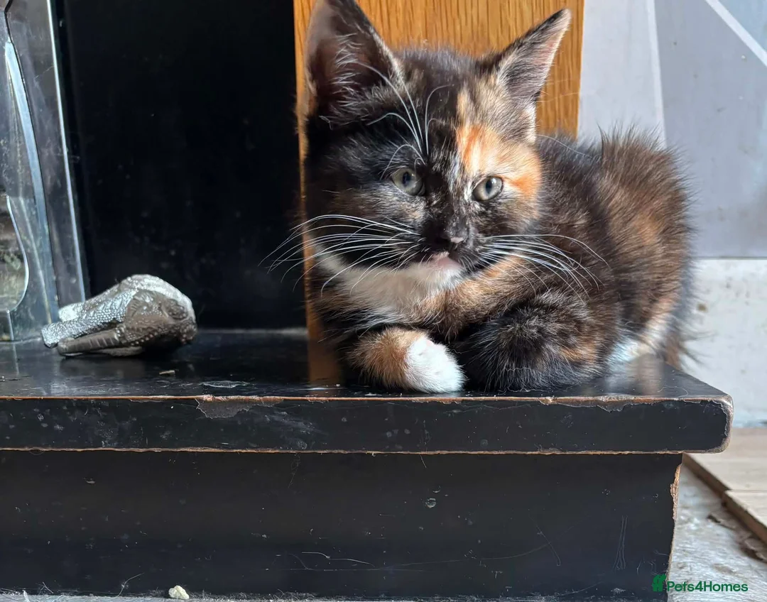 Arabian Mau cats for sale: 5 lovely kittens - Advert 6