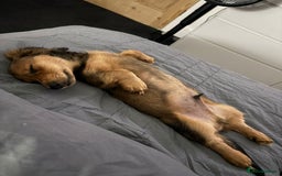 Miniature Dachshund dogs for sale: Long haired dachshund  - Image 2