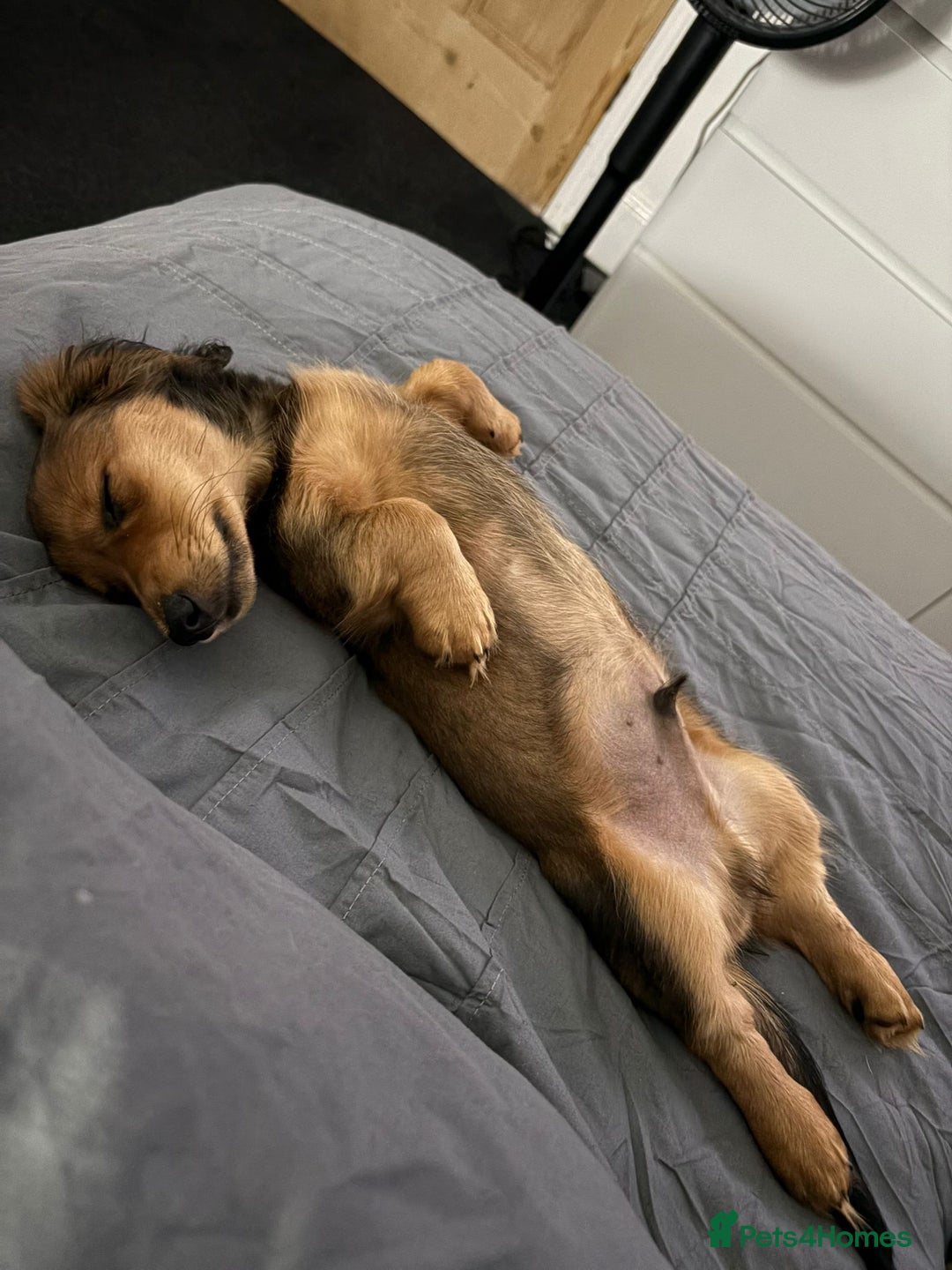 Miniature Dachshund dogs for sale: Long haired dachshund  - Image 2
