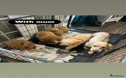 Cavapoo dogs for sale: Adorable Cavapoos ready for their new families 🐾 - Image 37