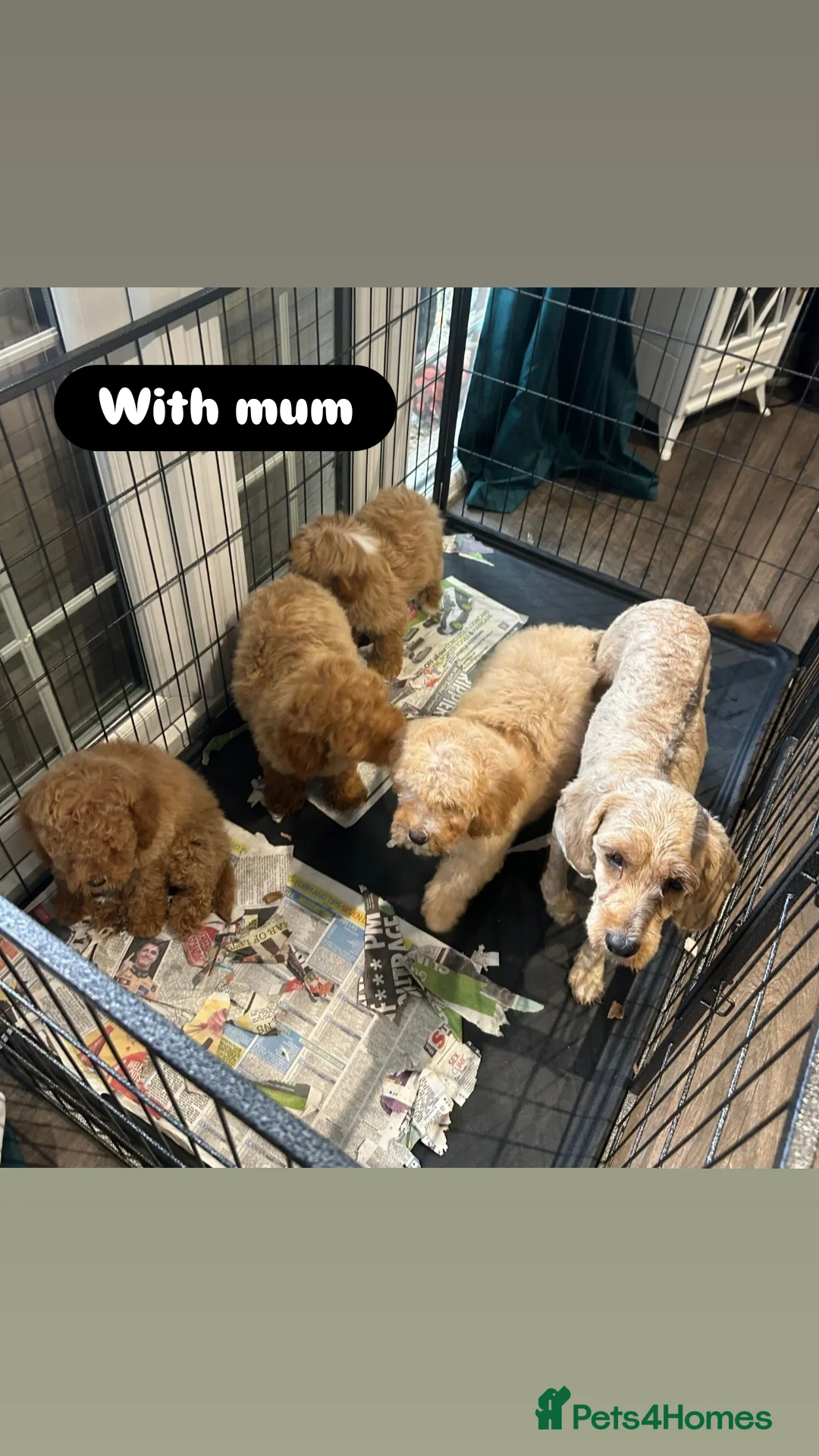 Cavapoo dogs for sale: Adorable Cavapoos ready for their new families 🐾 - Image 37