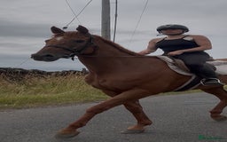 Irish Thoroughbred horses for sale: Outstanding 16.2 , 6 yr old tb gelding  - Image 14