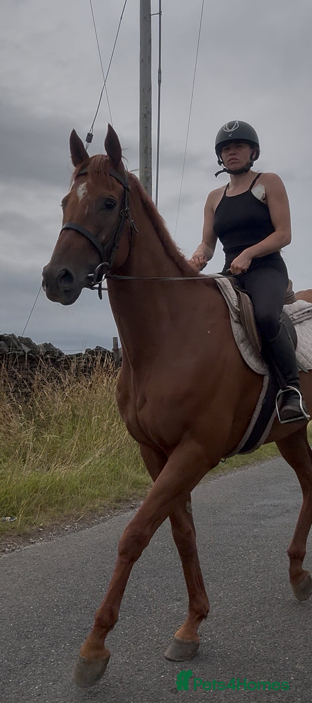 Irish Thoroughbred horses for sale: Outstanding 16.2 , 6 yr old tb gelding  - Image 14