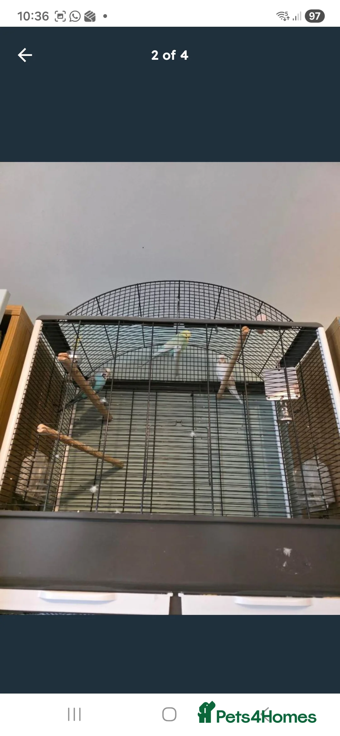 Budgerigars birds for sale: Budgies x 3 and large cage - Advert 4