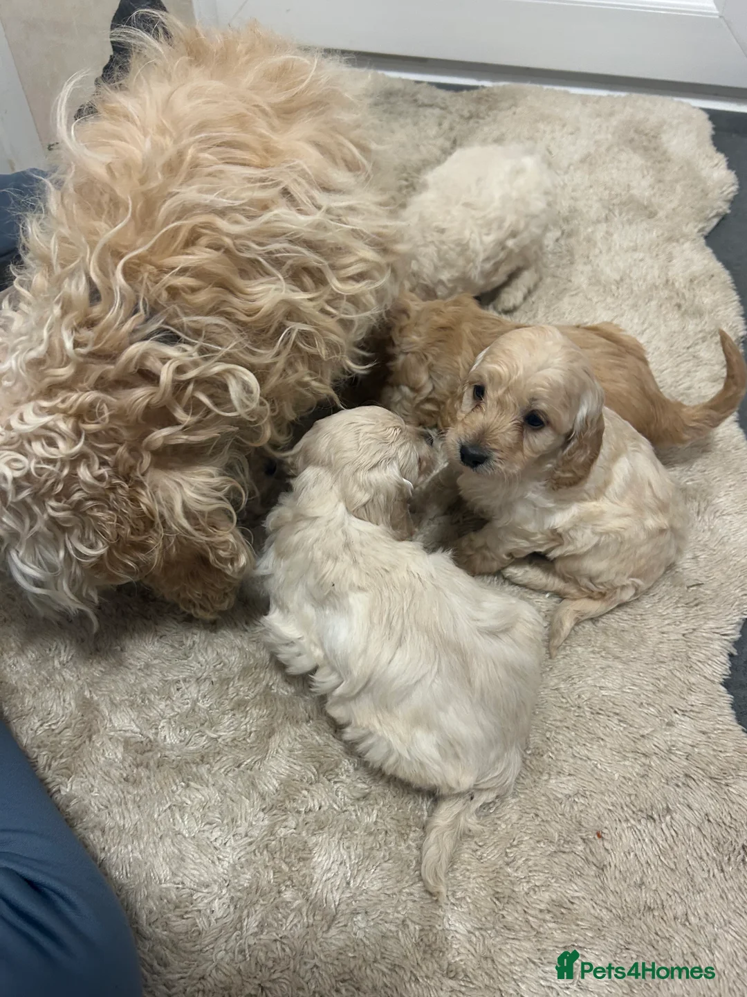 Cockapoo dogs for sale: F1b cockapoo  - Advert 2