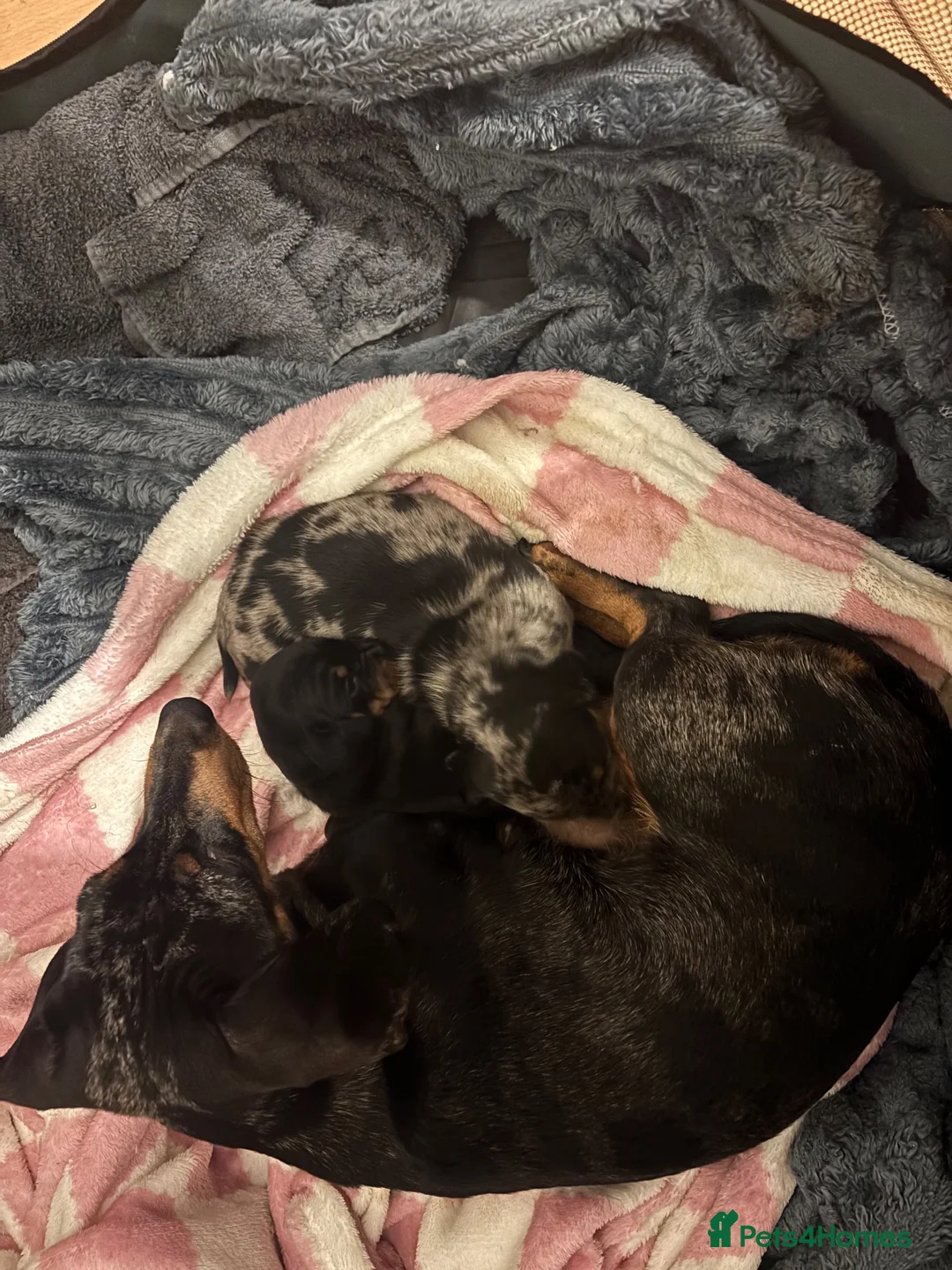 Miniature Dachshund dogs for sale: Little boy and little girl available  in Cheltenham - Advert 4