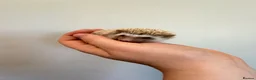 Pygmy Hedgehog rodents for sale: Hoglets available for reservation  - Advert 3