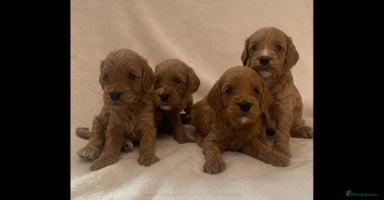 Cavapoo dogs - Advert 5